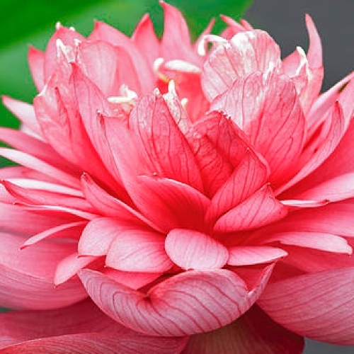 Listening Lotus