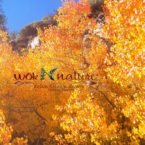 wôkNnature, Nature Therapy Experiences