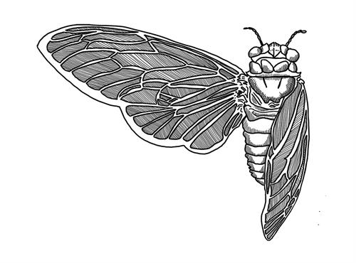 Cicada Design LLC