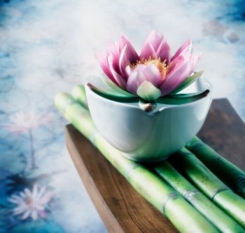 Water Lily Therapeutic Massage and Sauna