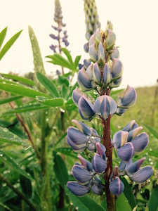 Stonefruit Community Herbalists