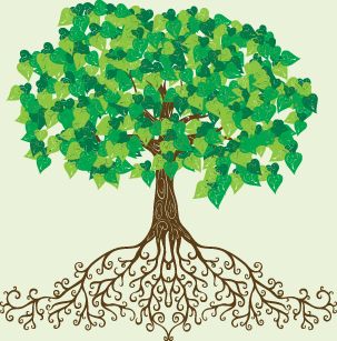 Root Cause Naturopathy