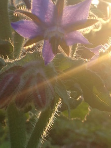 Stonefruit Community Herbalists